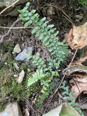 Asplenium platyneuron