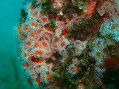 Corynactis californica