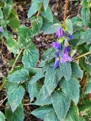 Campanula rapunculoides