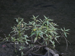 Ludwigia octovalvis