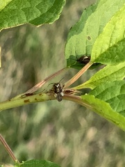 Closterotomus