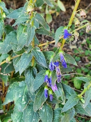 Campanula rapunculoides
