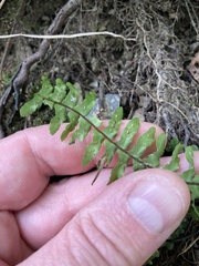 Asplenium platyneuron