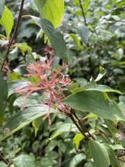 Cornus racemosa