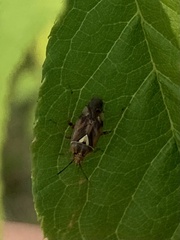 Closterotomus