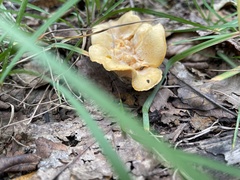 Cantharellus lateritius