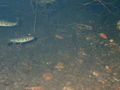 Salvelinus fontinalis
