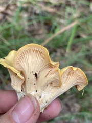 Cantharellus lateritius