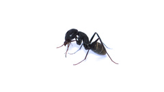 Camponotus cosmicus