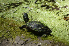 Chrysemys picta marginata