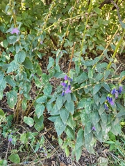 Campanula rapunculoides