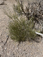 Ephedra