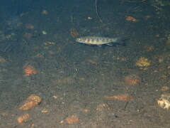 Salvelinus fontinalis