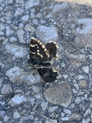 Pyrginae