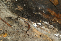 Plethodon cinereus