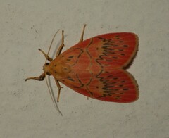 Miltochrista expressa