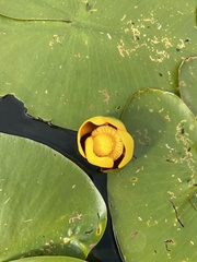 Nuphar