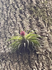 Tillandsia geminiflora