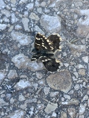 Pyrginae