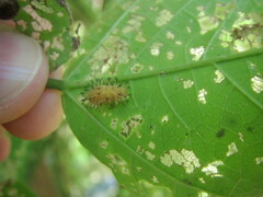 Epilachna varivestis