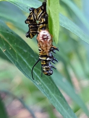 Podisus maculiventris