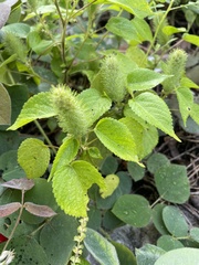 Acalypha alopecuroidea