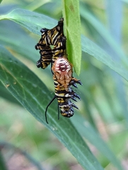 Podisus maculiventris