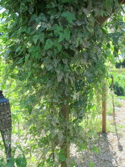 Epilachna varivestis