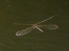 Boyeria vinosa