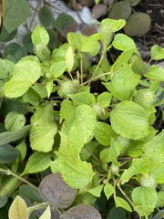 Acalypha alopecuroidea