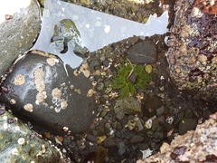 Anthopleura artemisia