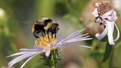Eristalis flavipes