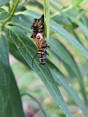 Podisus maculiventris