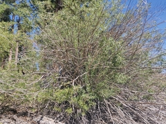 Salix lasiandra
