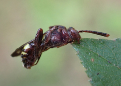 Nomada