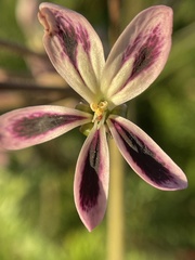 Pelargonium triste