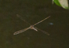 Boyeria vinosa