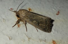 Noctuidae