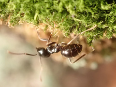 Lasius fuliginosus