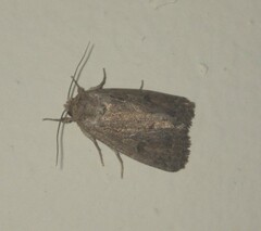 Noctuidae