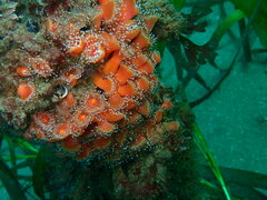 Corynactis californica