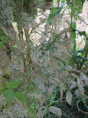 Epilachna varivestis