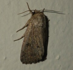 Noctuidae
