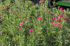 Nerium oleander