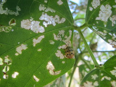 Epilachna varivestis