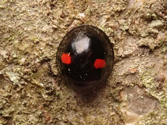 Chilocorus renipustulatus