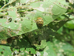 Epilachna varivestis