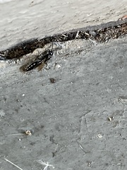 Tiphiinae