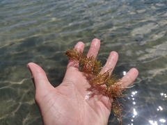 Myriophyllum
