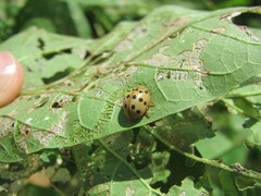 Epilachna varivestis